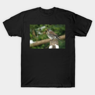 Fieldfare T-Shirt